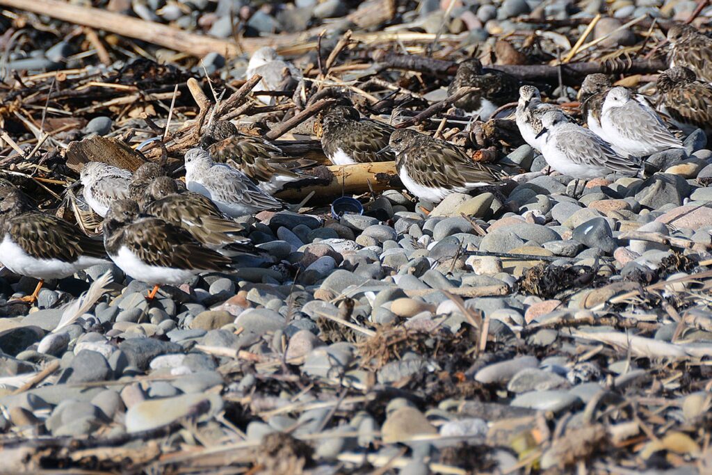 Sanderling and Turnstones resting on the beach at Cleveleys