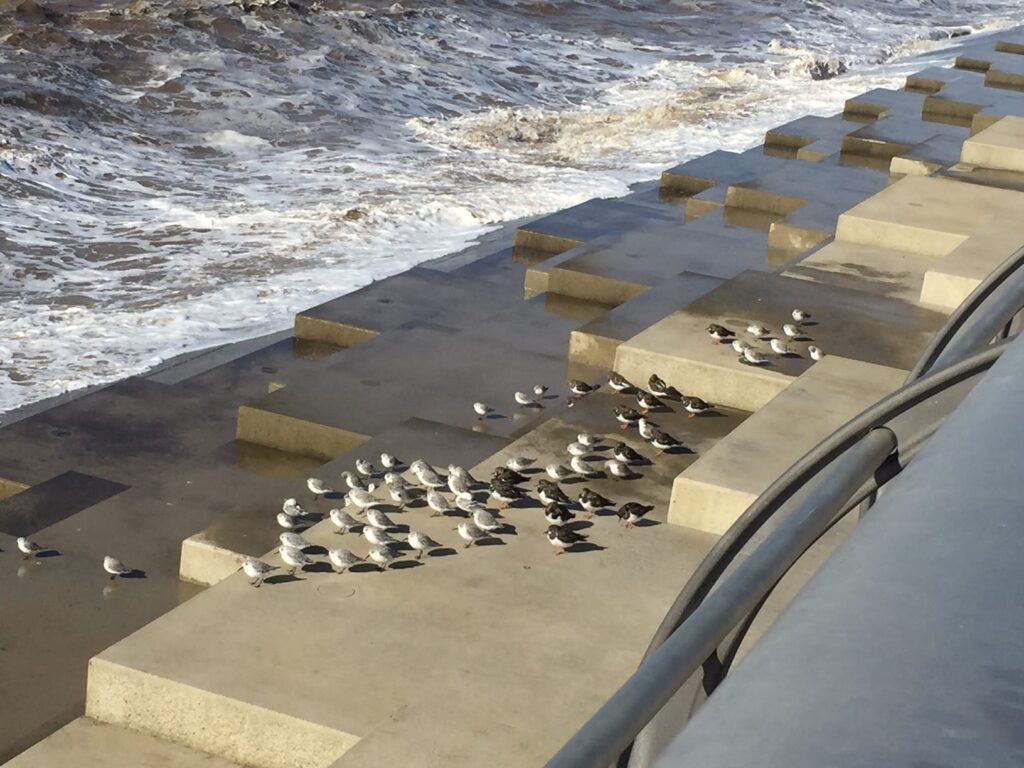 Birds on the steps, by Julie Bostock
