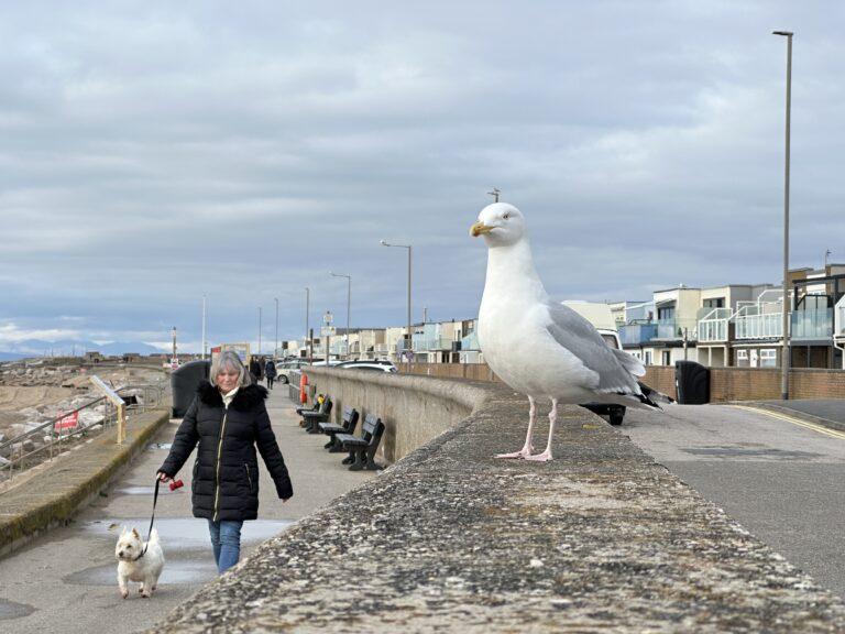 Widening the footpath at Rossall Beach